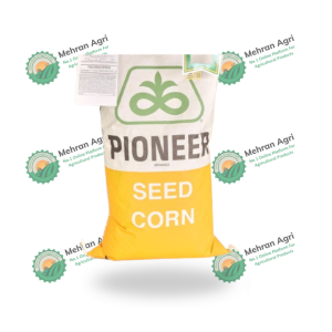 30t60 Hybrid Corn Seed Pioneer Brand 3500