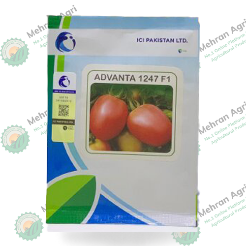 Tomato Advanta 1247 F1 Hybrid 10 Gms Ici