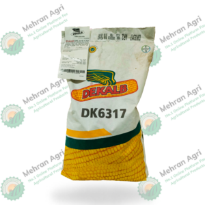 Hybrid Corn Seed DK6317