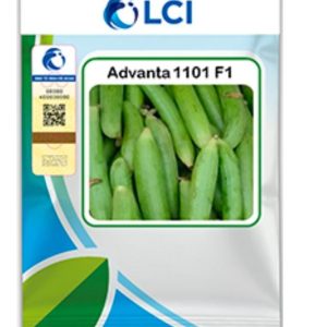 Sponge Gourd 1101 F1 Hybrid Seed – 50gm