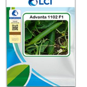 Sponge Gourd 1102 F1 Hybrid Seed – 50gm