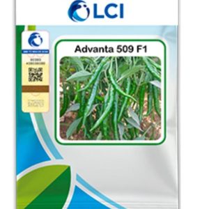 Chili 509 – Hybrid Mirch Seed (10gm)