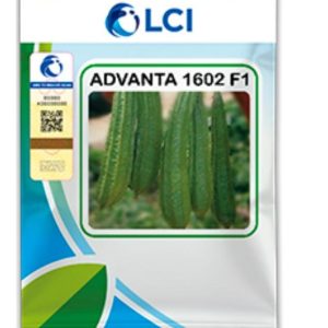 Ridge Gourd 1602 – Hybrid Tori Seed (50gm)