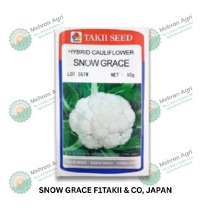 SNOW GRACE F1 – High-Quality Hybrid with Superior Performance