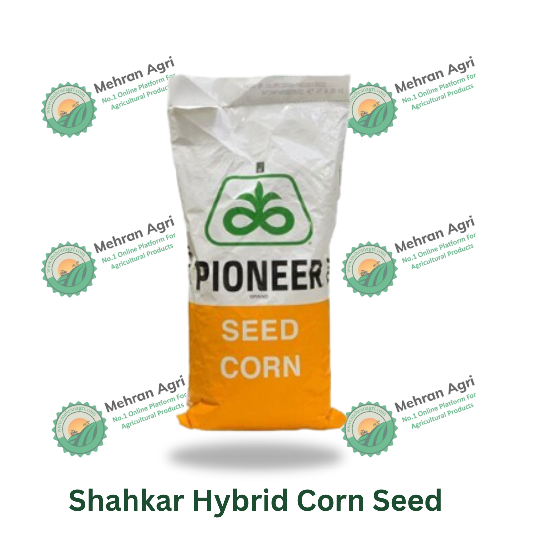 Shahkar Hybrid Corn Seed – High Yield Maize Variety for Commercial Farming