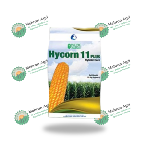 High yield maize seeds Hycorn 11 Plus