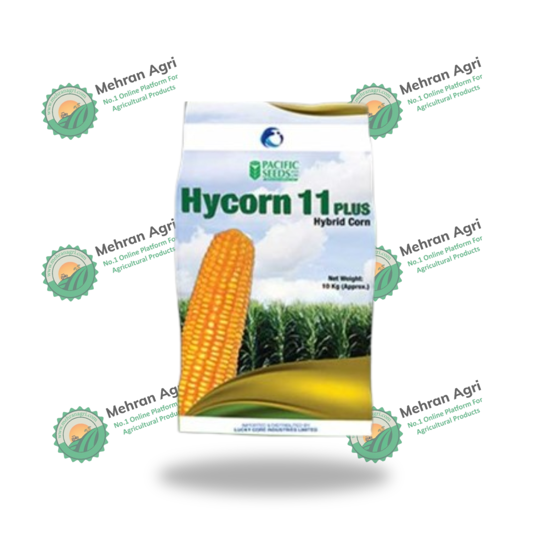 High yield maize seeds Hycorn 11 Plus
